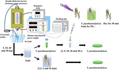 Bactericidal efficacy of plasma-activated water against Vibrio parahaemolyticus on Litopenaeus vannamei